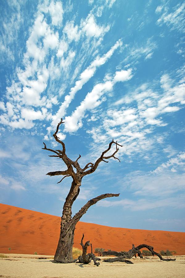 Desert Photograph - Dead Vlei In Namib-naukluft National Park #1 by Tony Camacho
