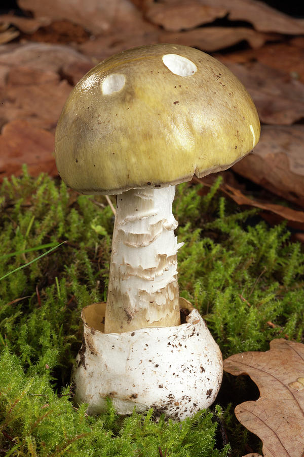 Mushroom Photograph - Death Cap Mushroom #1 by Pascal Goetgheluck/science Photo Library