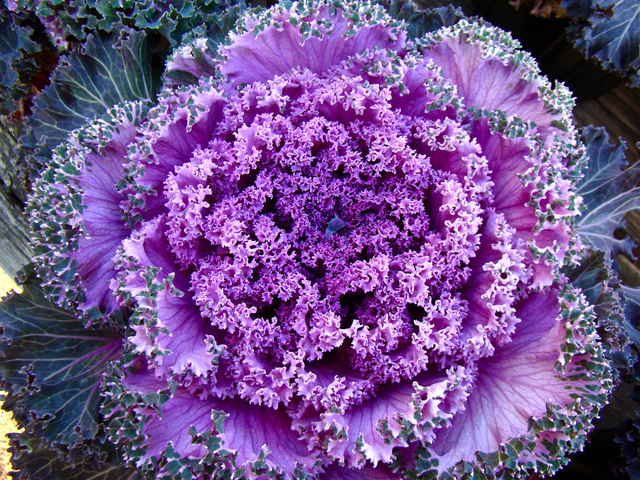 Decorative Fancy Purple Kale #1 Photograph by Carol Senske