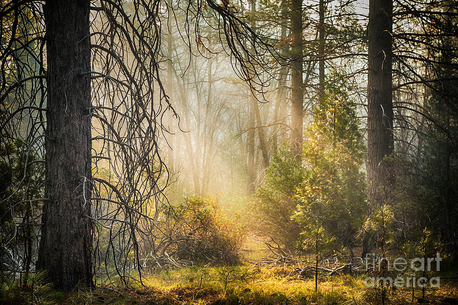 Yosemite National Park Photograph - Deep in the forest #1 by Jane Rix