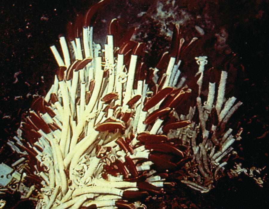 Deep Ocean Tube Worms #1 Photograph by Dr Ken Macdonald/science Photo Library