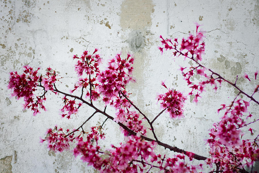 Flower Photograph - Deep Pink Flowers with Grey Concrete Texture Background #1 by Beverly Claire Kaiya