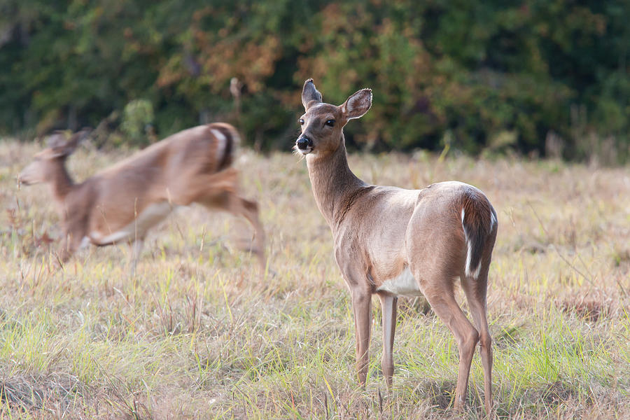 Deer at Paynes Prairie Photograph by Paul Rebmann