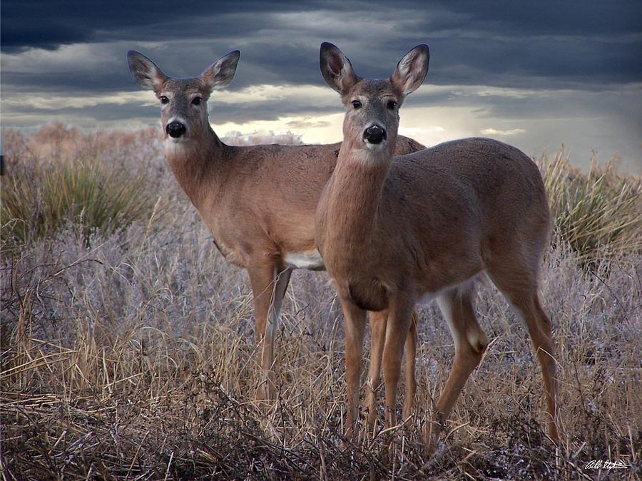 Deer Brothers #1 Photograph by Bill Stephens