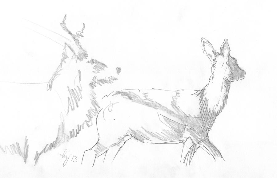 Deer Drawing #1 Drawing by Mike Jory