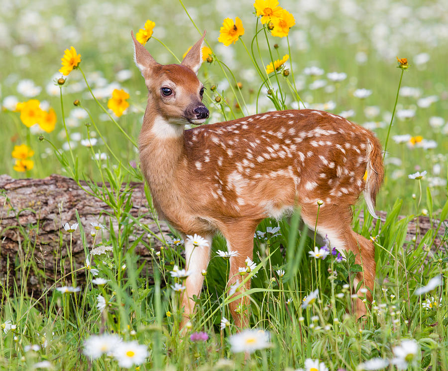 Deer Fawn #1 Photograph by KenCanning