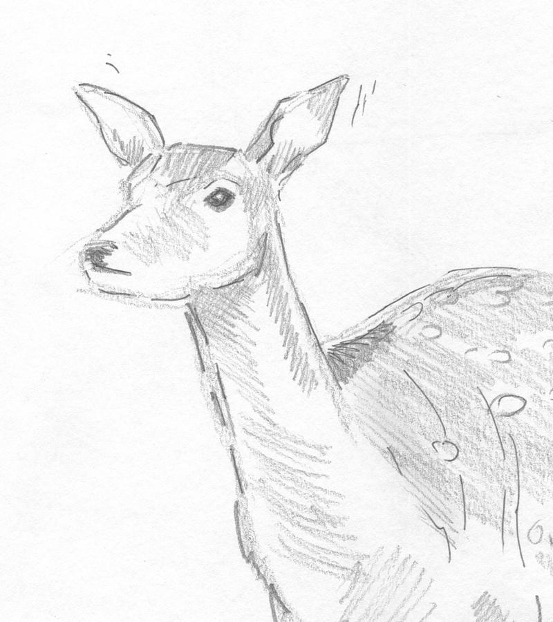 Deer Head #1 Drawing by Mike Jory