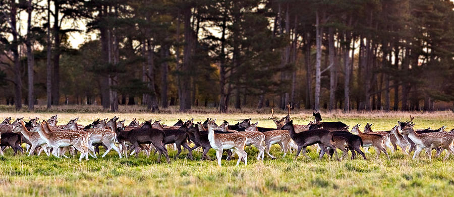 Deer Photograph - Deer in The Phoenix Park - Dublin by Barry O Carroll