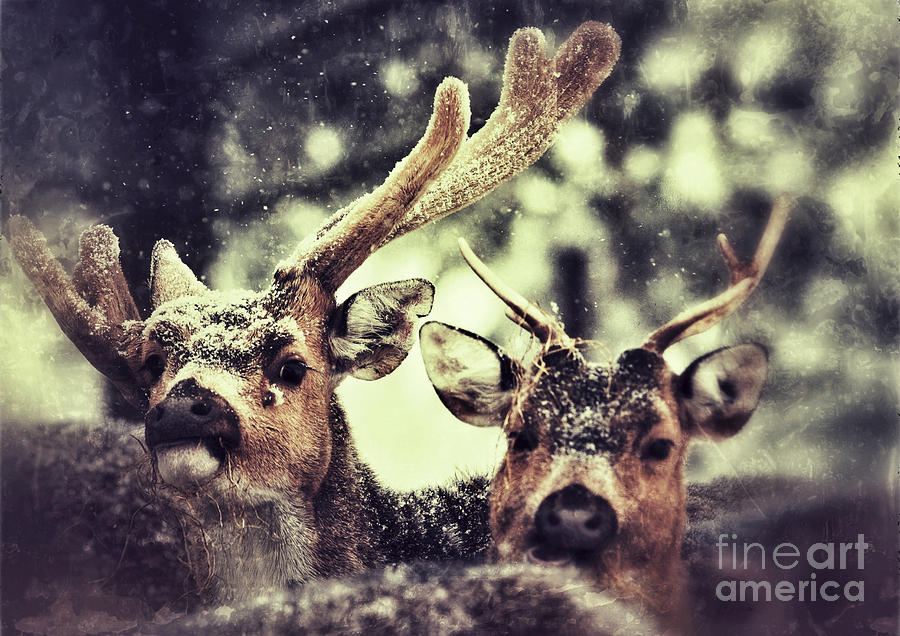 Deer in the snow #2 Photograph by Nick  Biemans