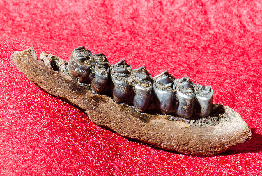 Deer Jaw And Teeth Fossil #1 Photograph by Millard H. Sharp
