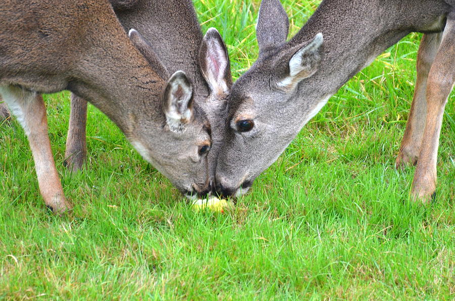 Deer Triplets Photograph