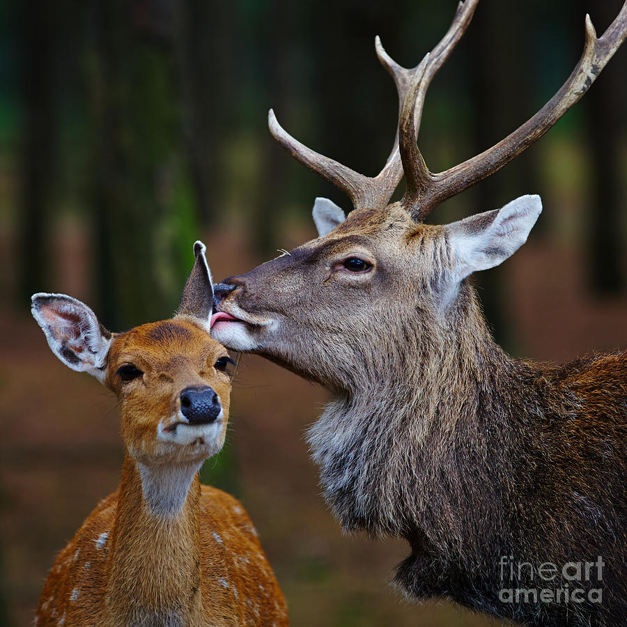 Deer Love Photograph