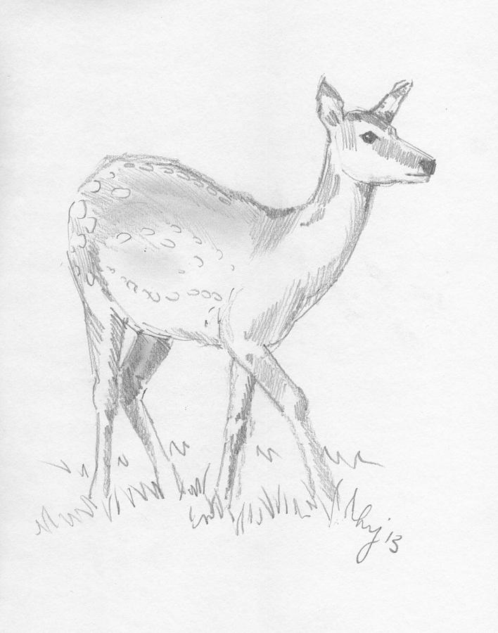 Deer #1 Drawing by Mike Jory