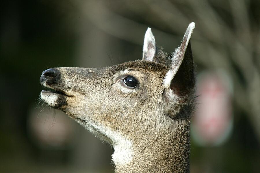 Deer Sunshine Side Profile Photograph