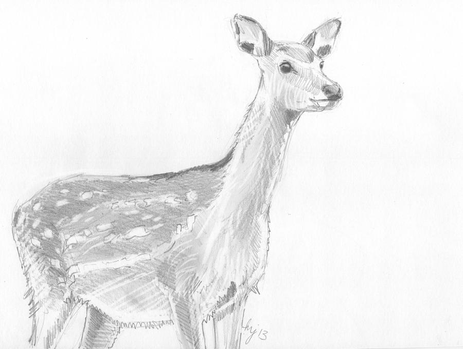 Deer Sketch #1 Drawing by Mike Jory