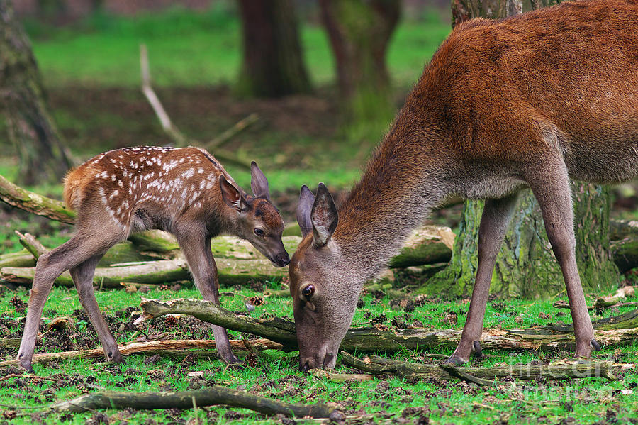Deer with just born calf #1 Photograph by Nick  Biemans