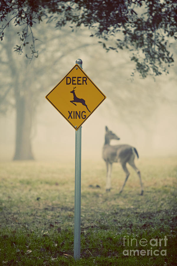 Deer Photograph - Deer Xing by Katya Horner