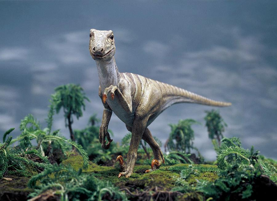 Deinonychus Dinosaur Model Photograph by Natural History Museum, London/science Photo Library