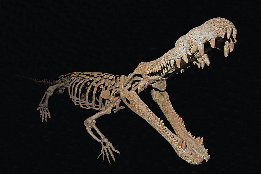 Deinosuchus Rugosus Photograph by Millard H. Sharp - Fine Art America