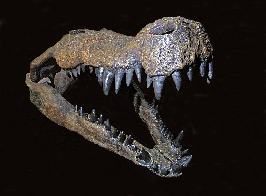 Deinosuchus Skull Photograph by Millard H. Sharp - Pixels