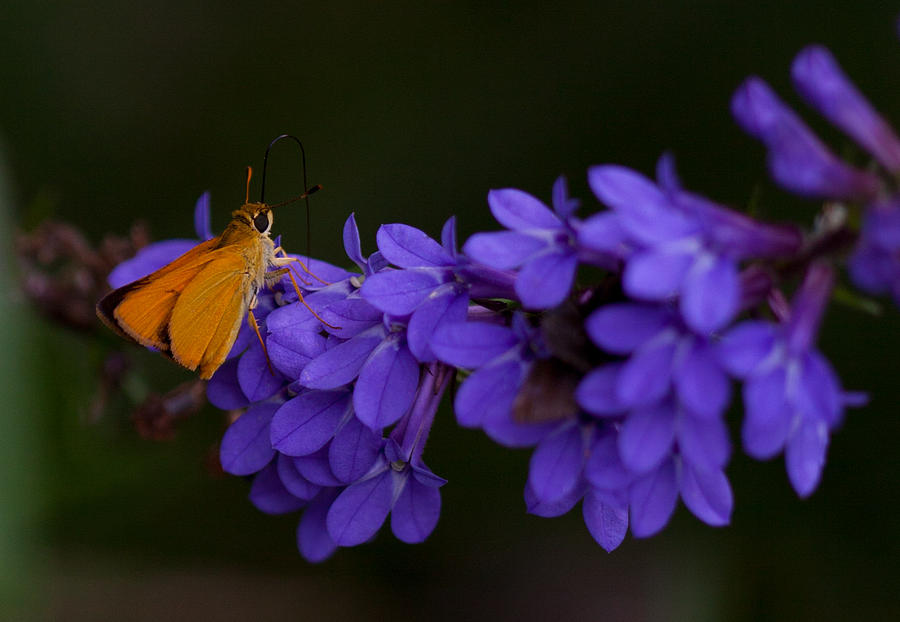 Delaware Skipper Butterfly #1 Photograph by Melinda Fawver