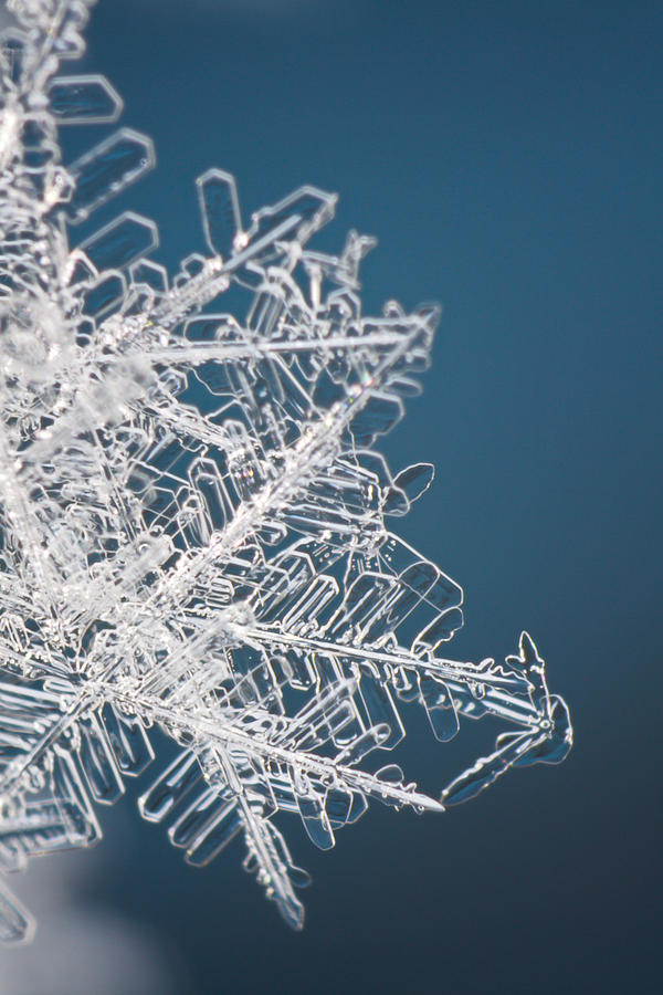 Delicate Snowflake Photograph