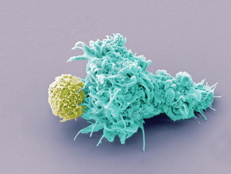 Dendritic Cell And Lymphocyte #1 Photograph by Dr Olivier Schwartz, Institute Pasteur/ Science Photo Library