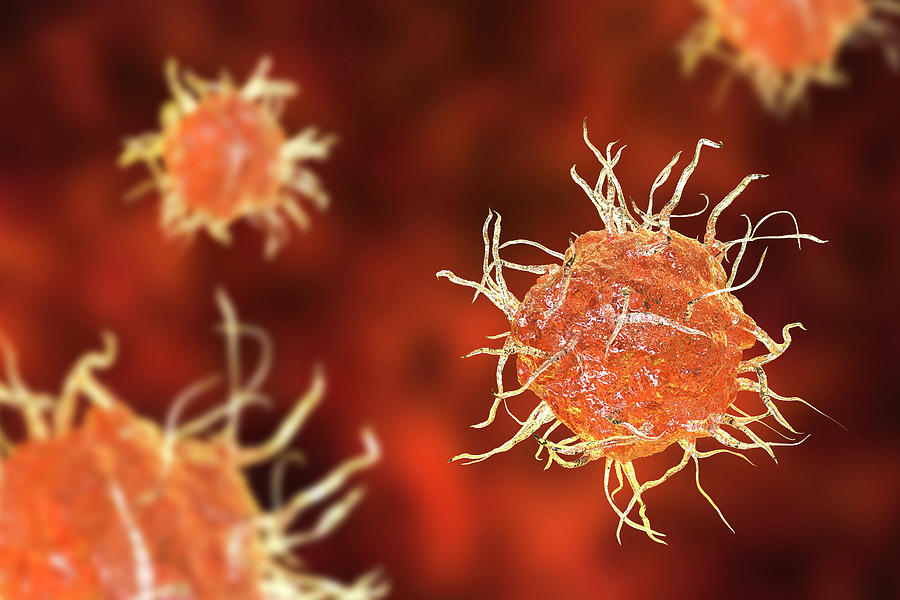 Dendritic Cell #1 Photograph by Kateryna Kon/science Photo Library