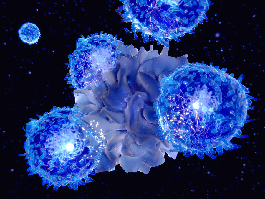 Dendritic Cell Presenting An Antigen #1 Photograph by Juan Gaertner