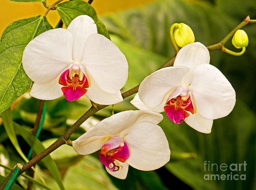 Nature Photograph - Dendrobium Orchid #1 by Millard H. Sharp