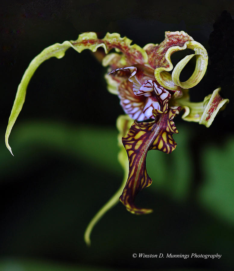 Dendrobium Spectabile Photograph - Dendrobium Spectabile #1 by Winston D Munnings