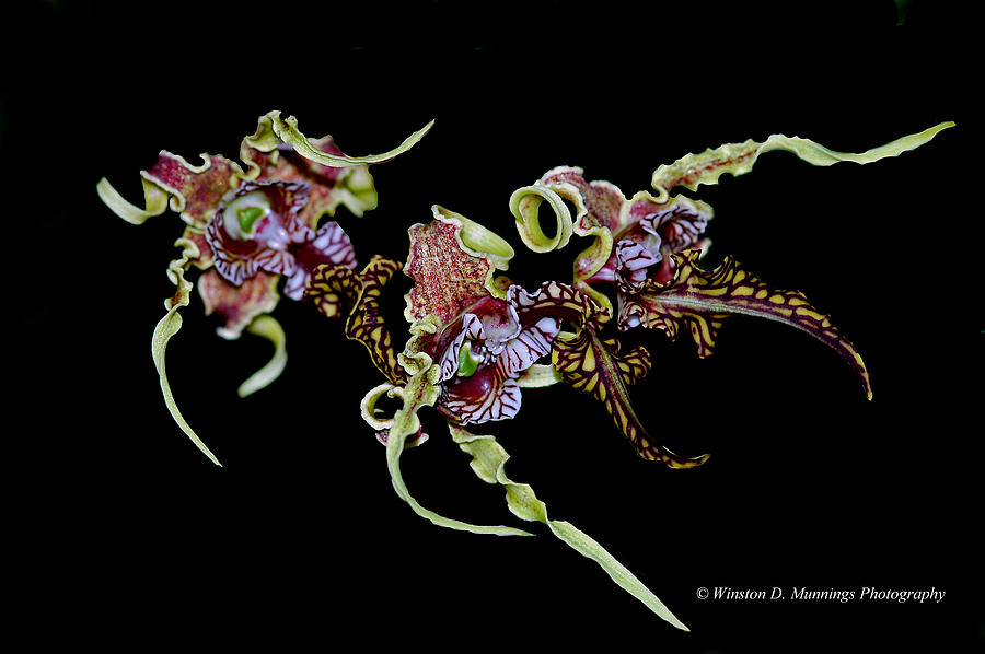 Dendrobium Spectible - The Alien Orchid  #3 Photograph by Winston D Munnings
