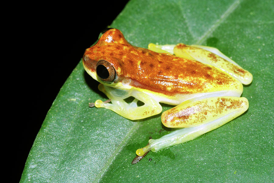 Dendropsophus Frog #1 Photograph by Dr Morley Read/science Photo Library