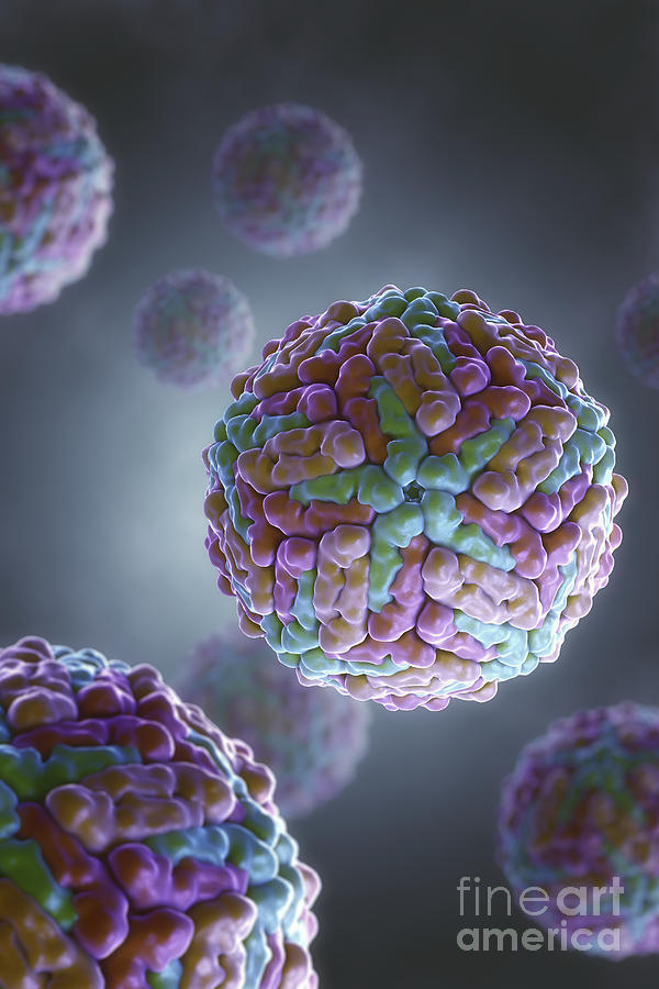 Dengue Virus #1 Photograph by Science Picture Co
