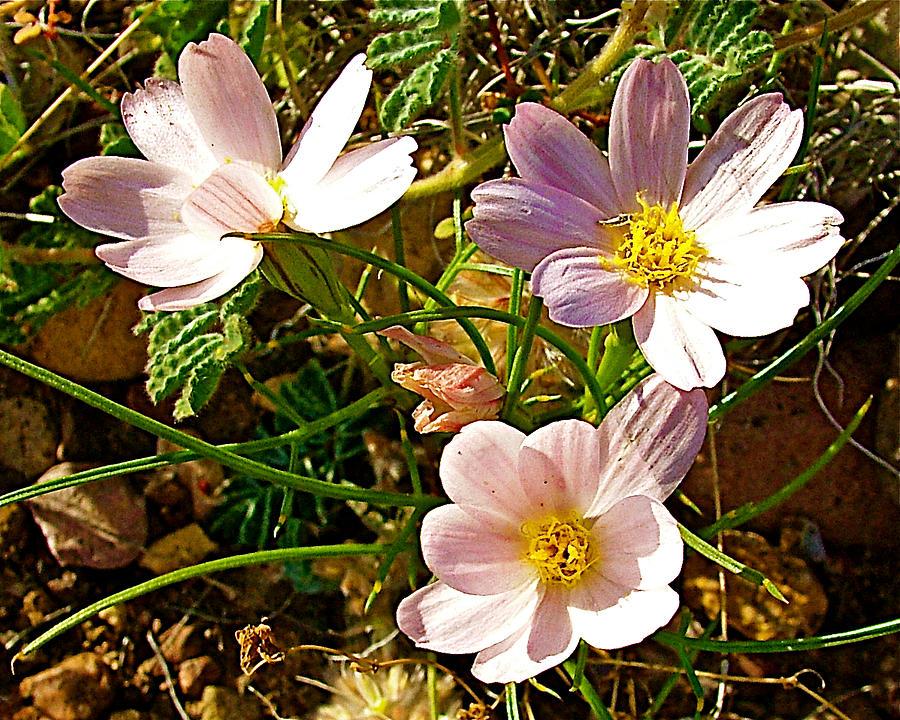 Desert Anemone in Big Bend National Park-Texas #1 Photograph by Ruth Hager