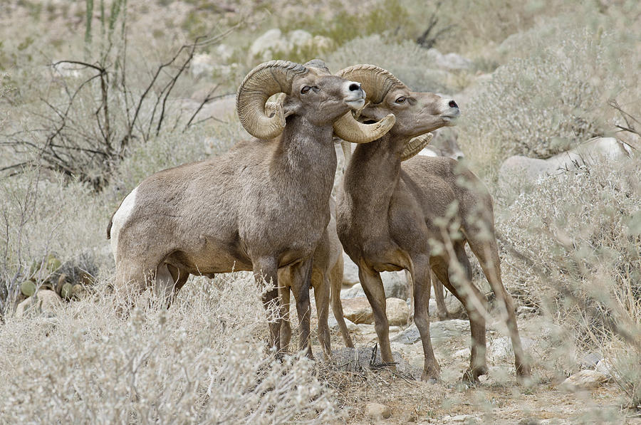 Desert Bighorn Rams Photograph by Anthony Mercieca | Fine Art America