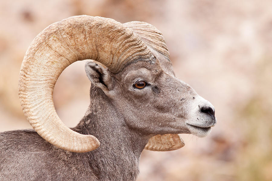 Desert Bighorn Sheep Ram #1 Photograph by Craig K. Lorenz