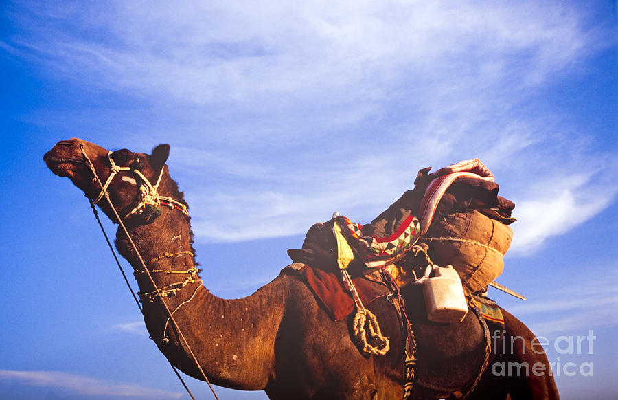 Animal Photograph - Desert Camel #1 by THP Creative