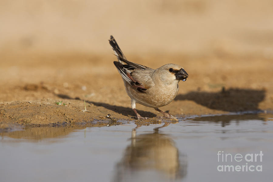 Desert Finch Carduelis obsoleta #1 Photograph by Eyal Bartov