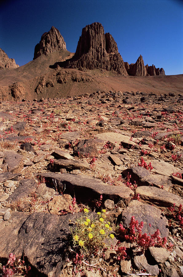 Desert Flowers #1 Photograph by Sinclair Stammers/science Photo Library