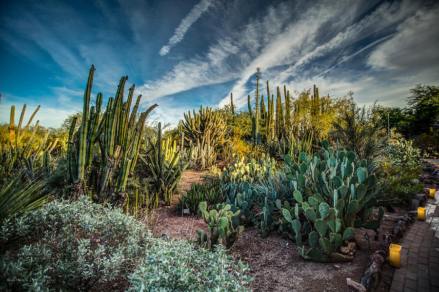Desert Garden Evening #1 Photograph by Ross Henton