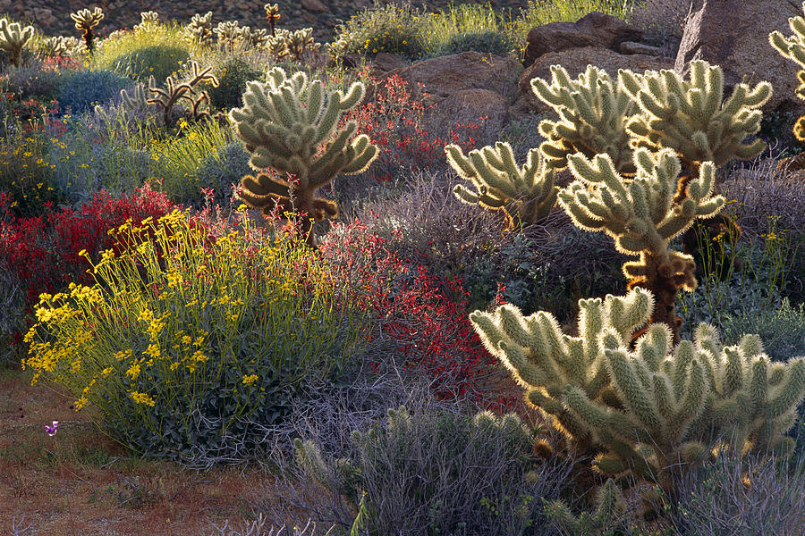 Spring Photograph - Desert Garden by Russ Bishop