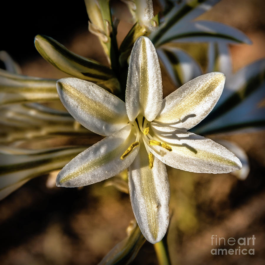 Inspirational Photograph - Desert Lily #2 by Robert Bales