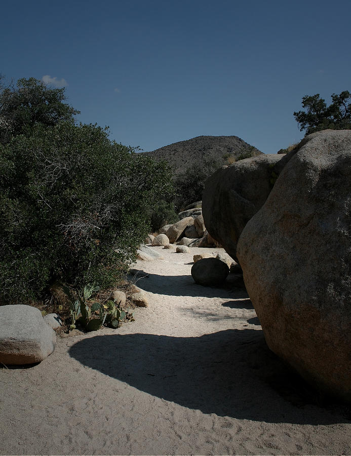 Desert Path #3 Photograph by Karen Harrison Brown