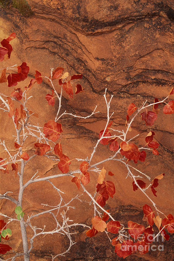 Desert Plant Against Slickrock Wall Southern Utah #1 Photograph by Dave Welling