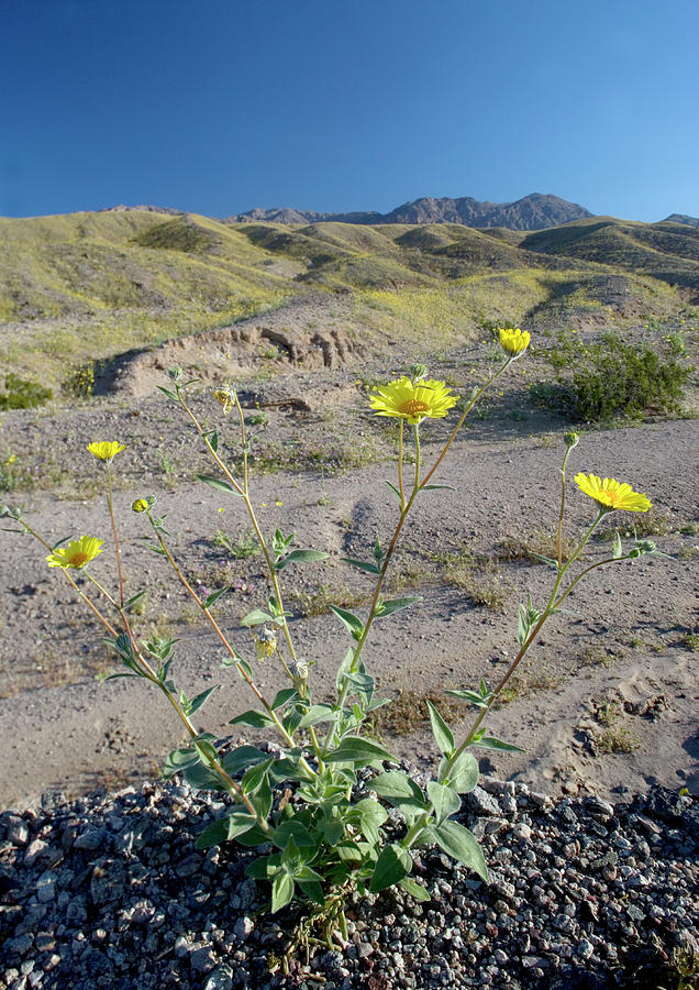 Desert Sunflower (geraea Canescens) #1 Photograph by Bob Gibbons/science Photo Library