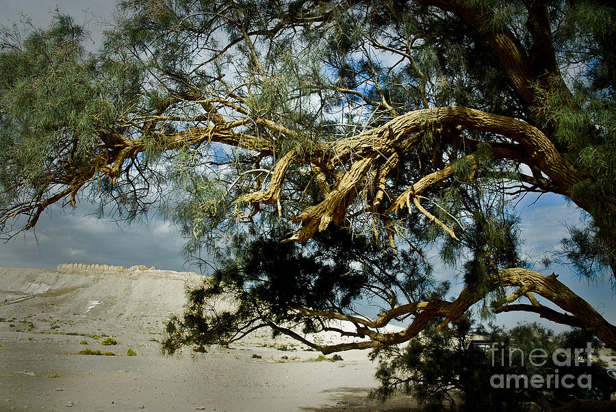 Desert Tamarix trees #1 Photograph by Dan Yeger
