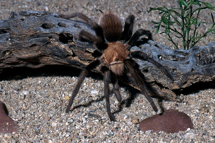 Desert Tarantula #1 Photograph by Craig K. Lorenz