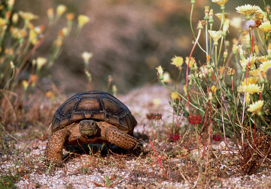 Desert Tortoise (gopherus Agassizii) Walking #1 Photograph by William Ervin/science Photo Library