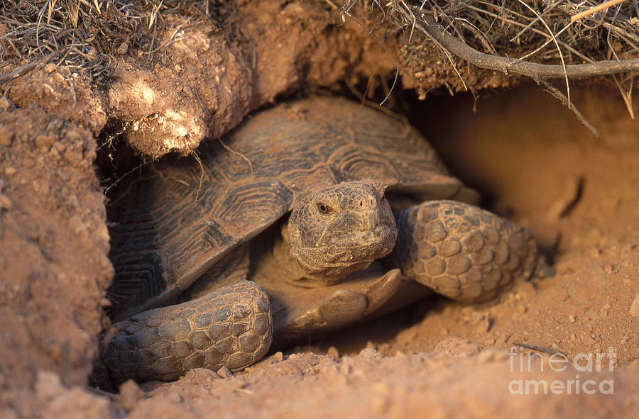Desert Tortoise, Utah #1 Photograph by William H. Mullins